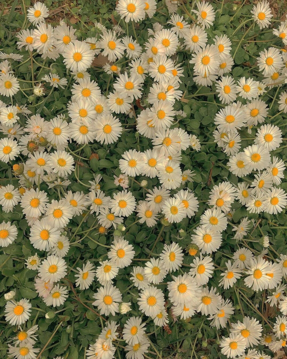 洋甘菊 