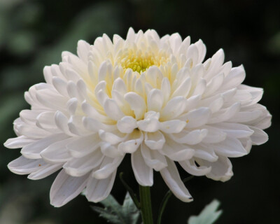白色球状菊花图片