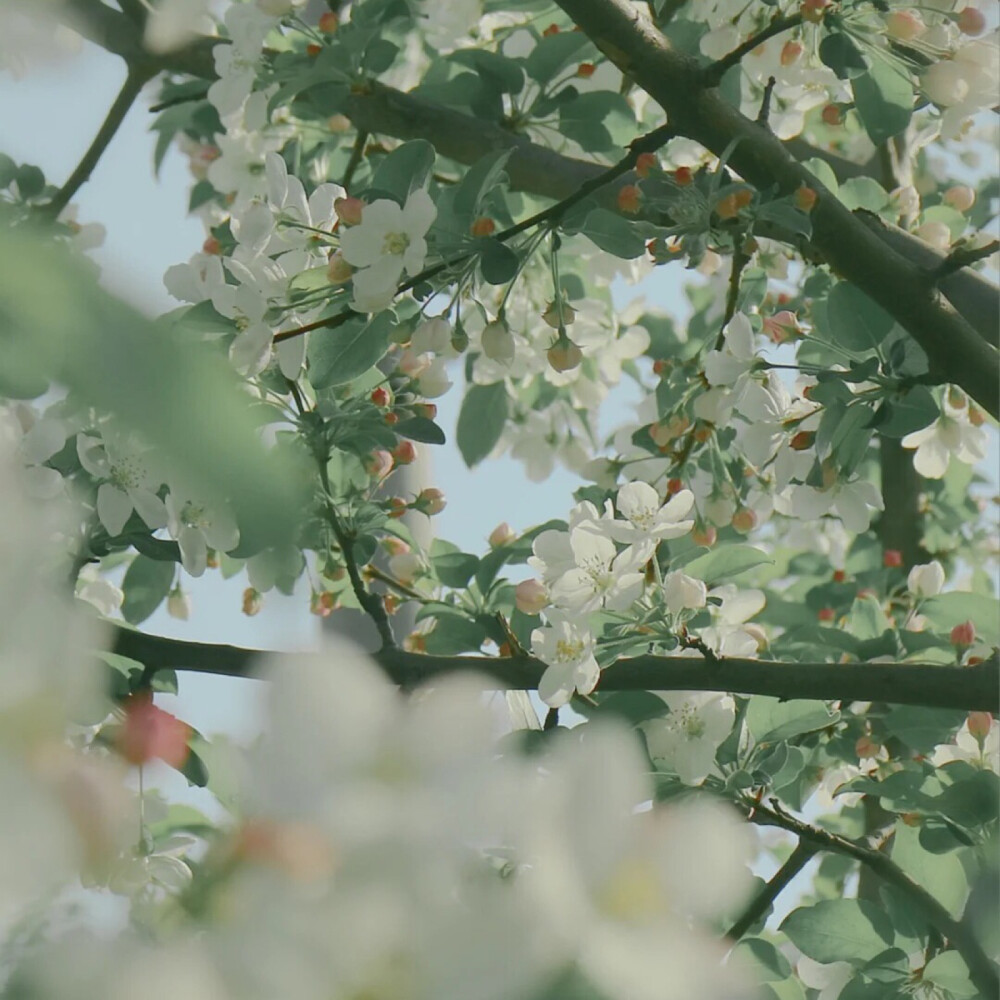 绿色壁纸朋友圈背景图#手写底图【jinxd】女生头像/闺蜜头像/朋友圈