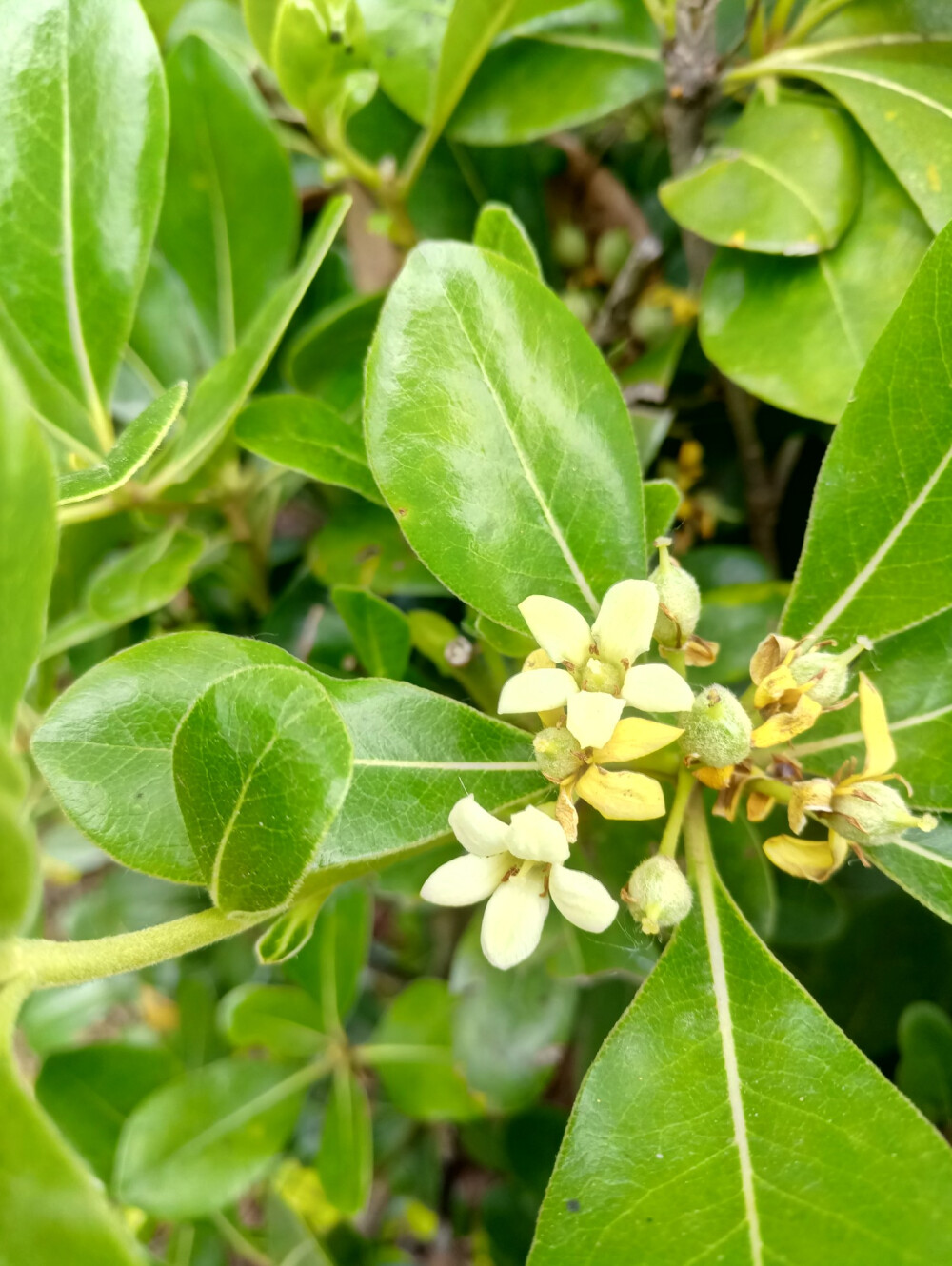 花果 果花