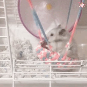 仓鼠q 