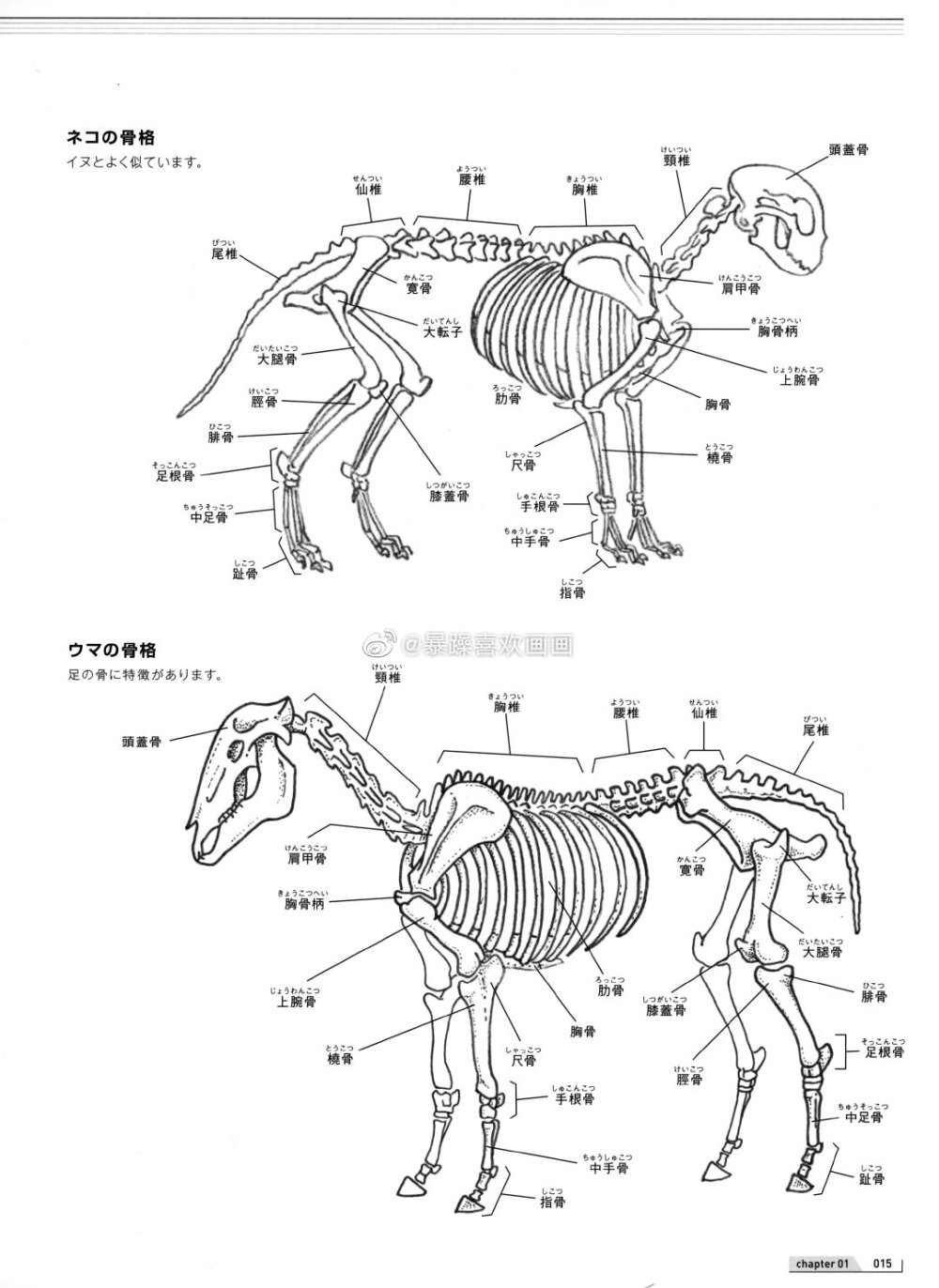 骨骼结构