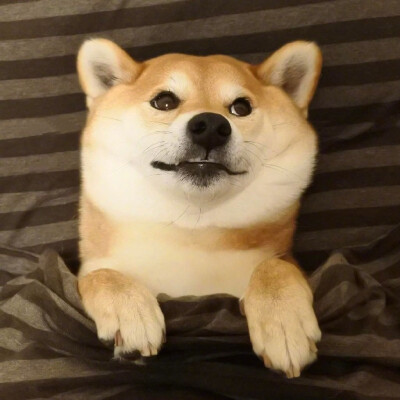柴犬