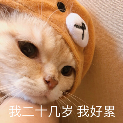 表情包‖生活有点难 出镜猫  sally