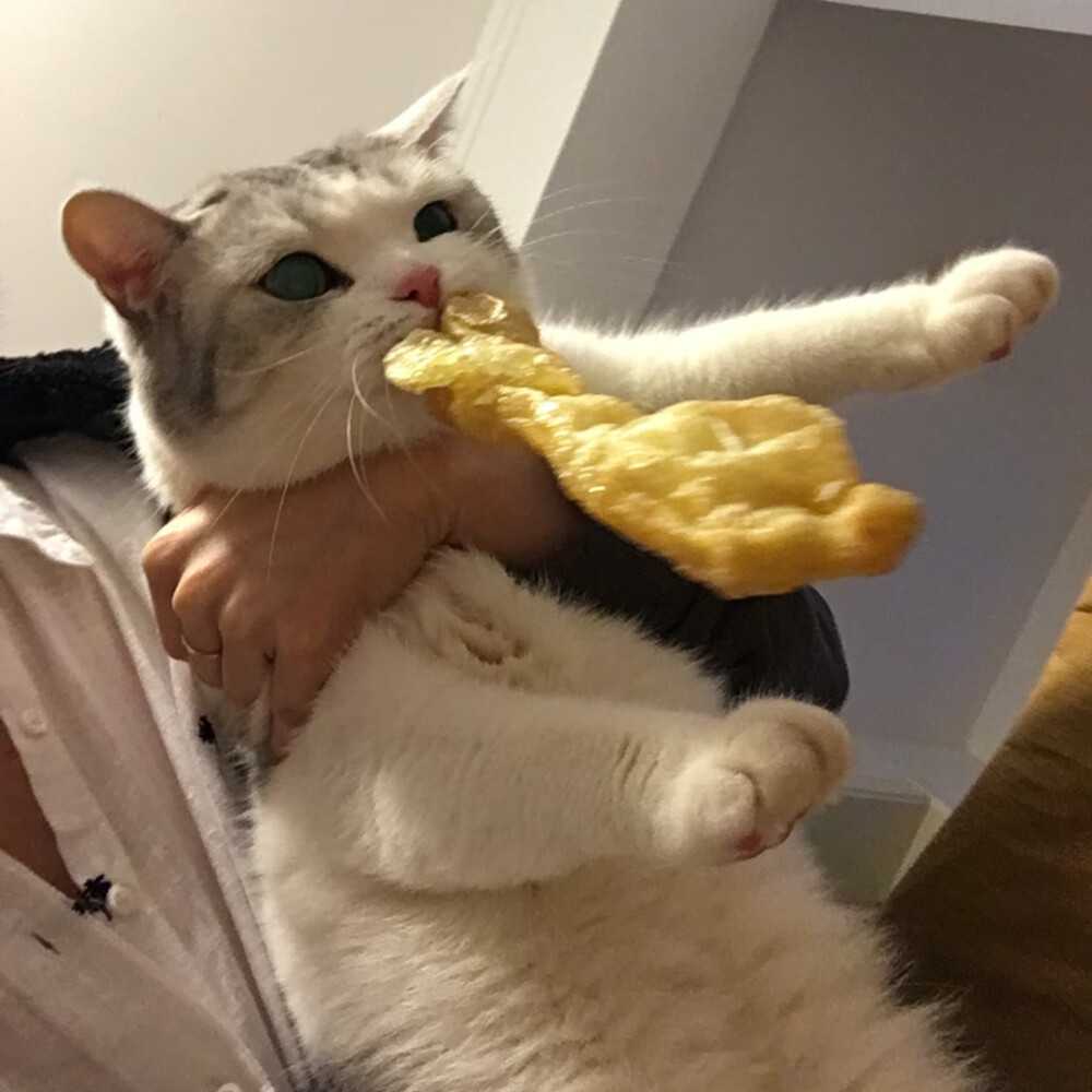 自截猫咪头像