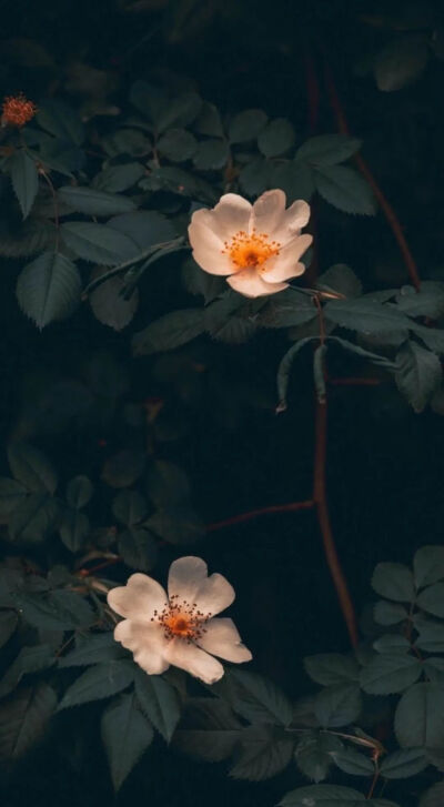 冷淡风花 - 堆糖,美图壁纸兴趣社区