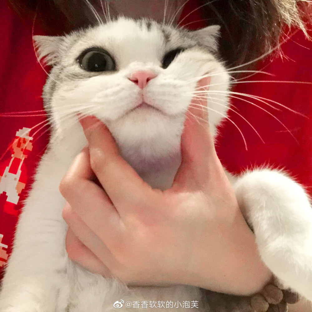 王泡芙猫头像图片