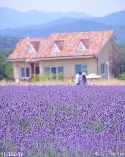 ins花海