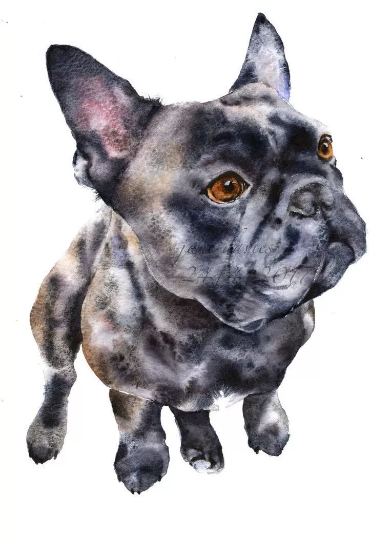 jane davies水彩动物