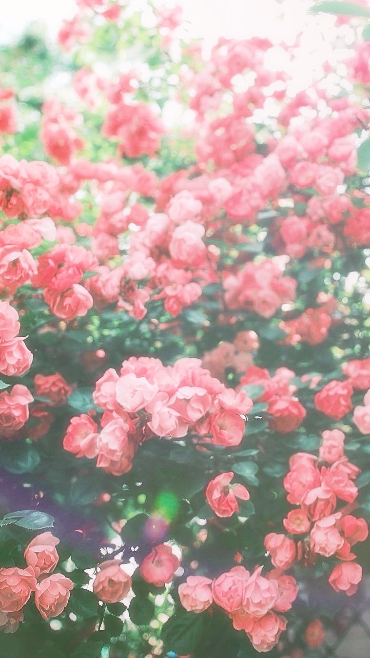 红色蔷薇花, cr梨图儿 