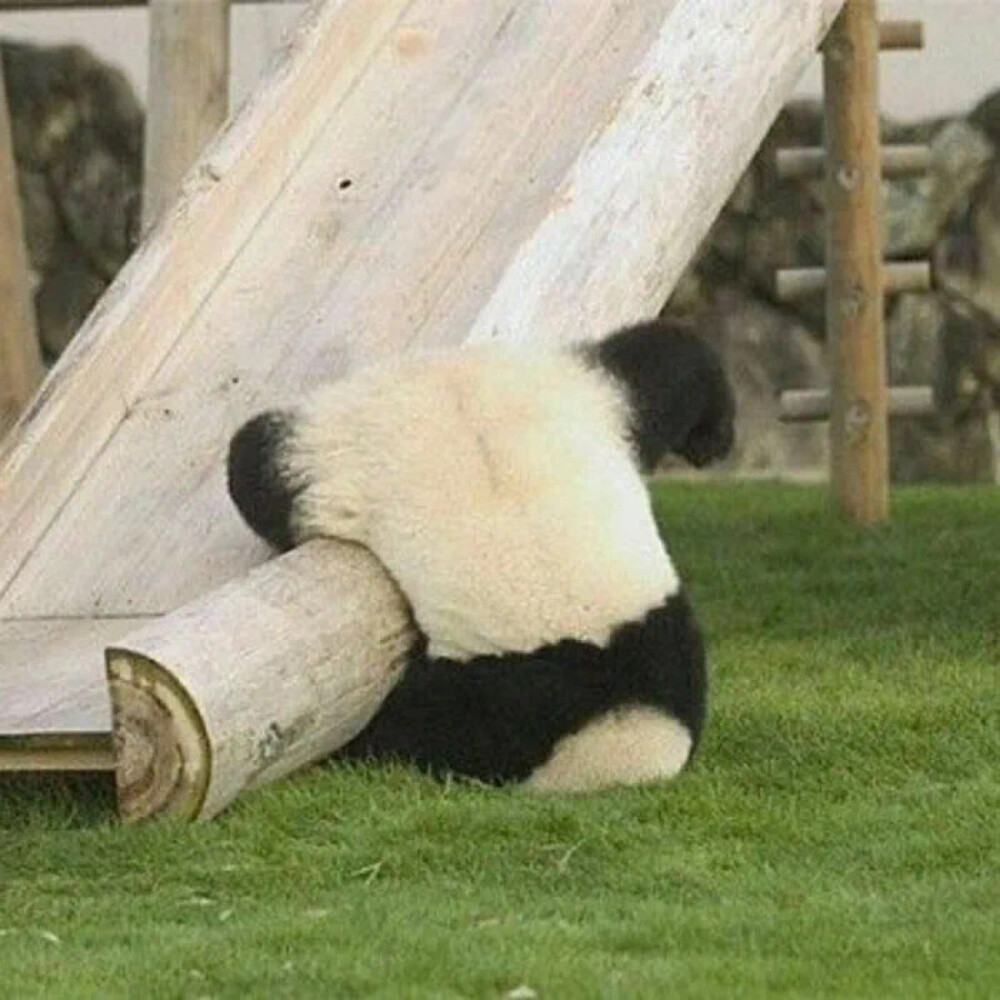 大熊猫头像摔倒图片