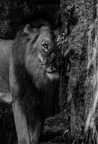 狮子的凝视我在迈阿密动物园(miami zoo)猎游时拍到这张照片