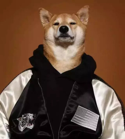 武士柴犬头像图片