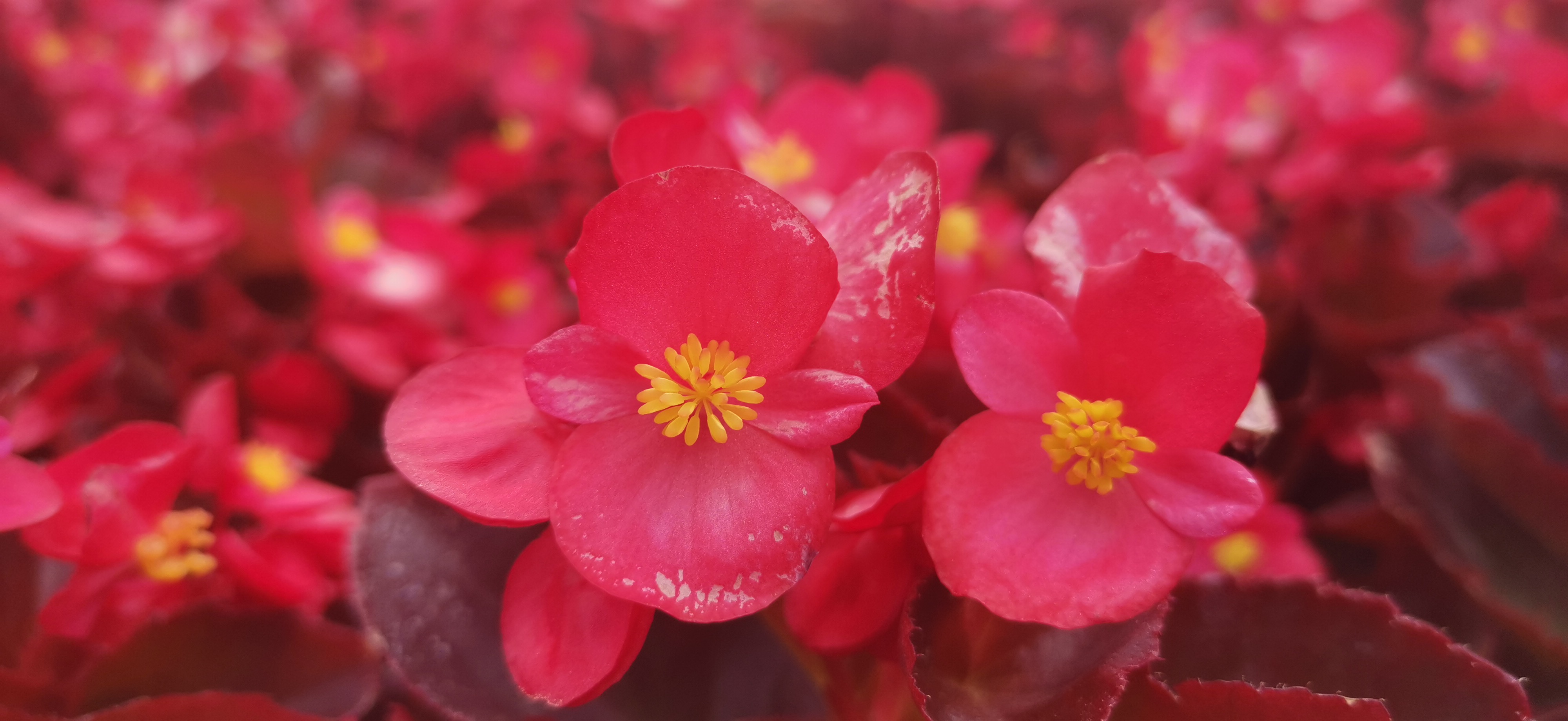 四季海棠花的样子图片
