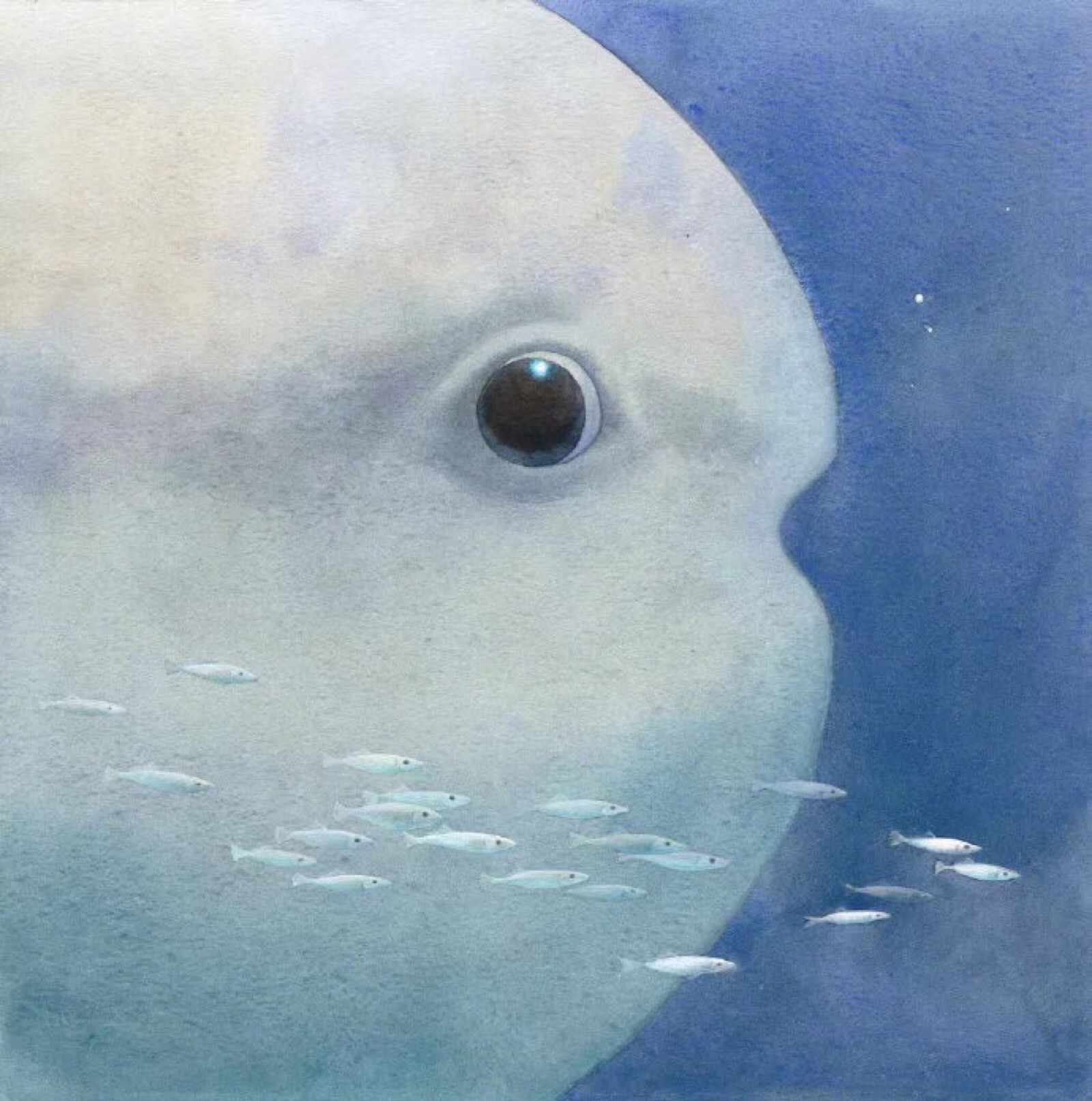 安知鱼moon图片