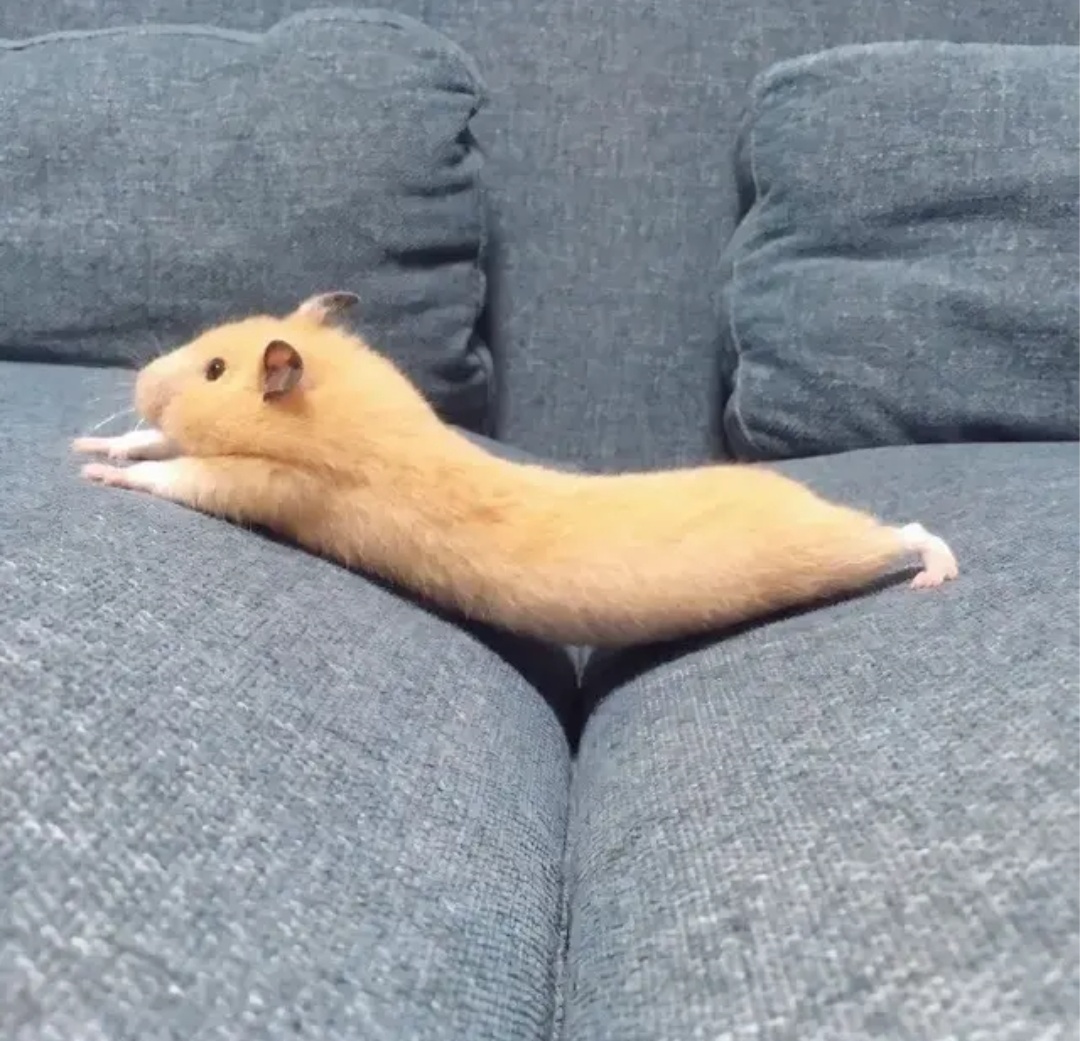 仓鼠- 堆糖,美图壁纸兴趣社区