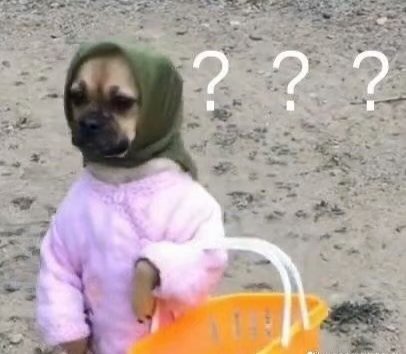 沙雕狗狗表情包