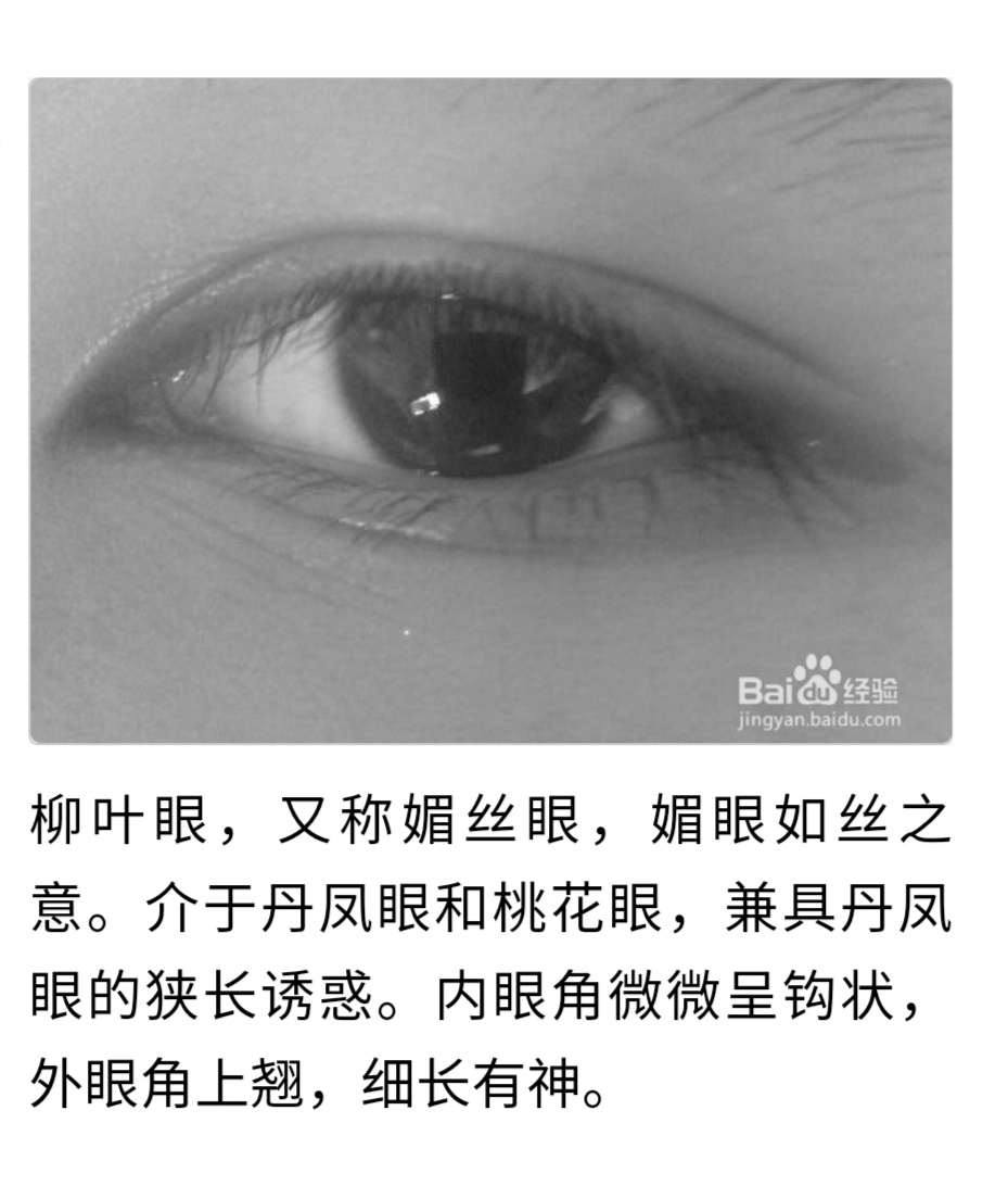 眼睛的介绍