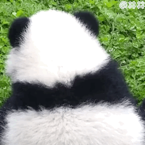 熊猫表情包动图可爱图片