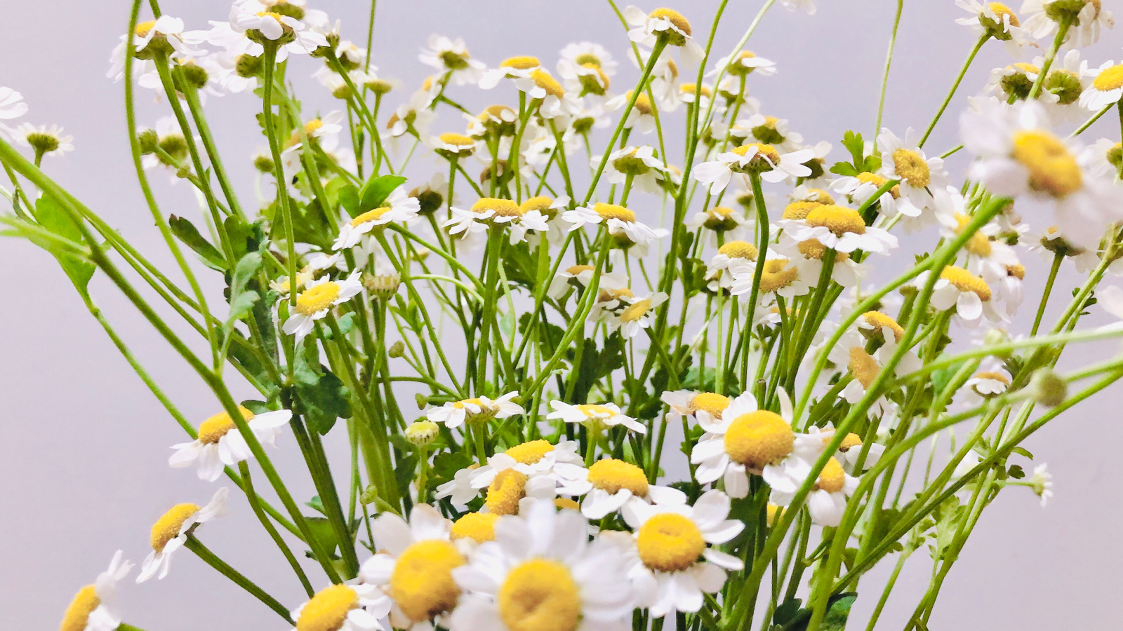 花花- 堆糖,美图壁纸兴趣社区