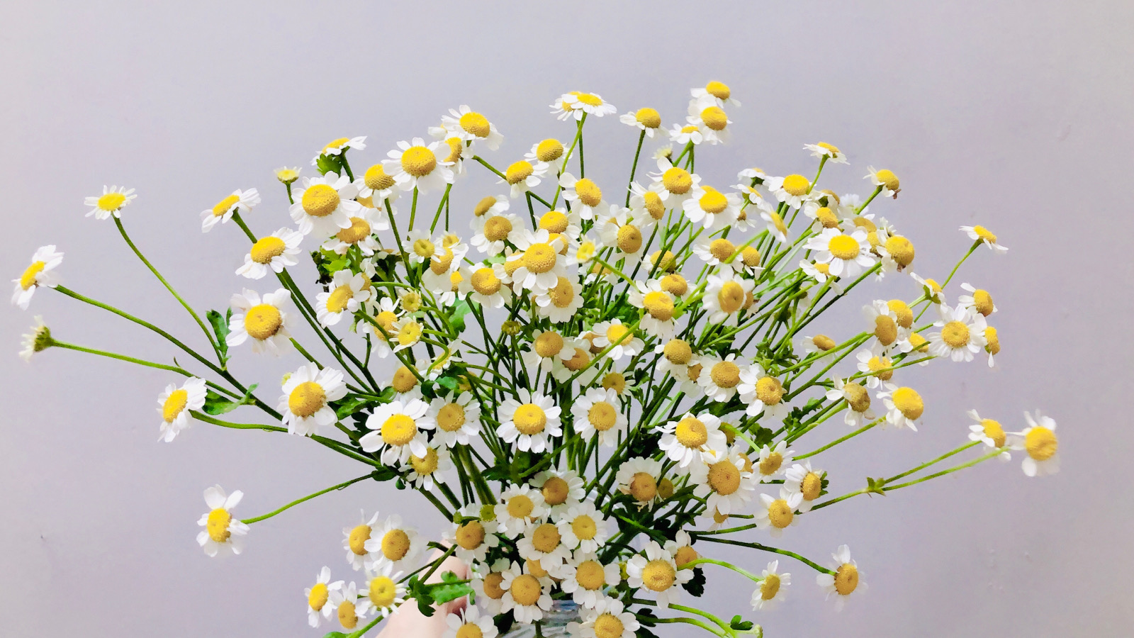 花花- 堆糖,美图壁纸兴趣社区