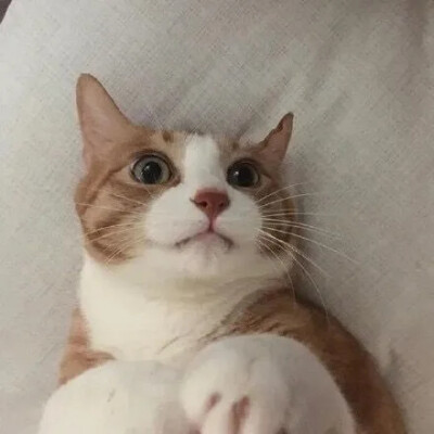 要每一天都开开心心吖猫咪