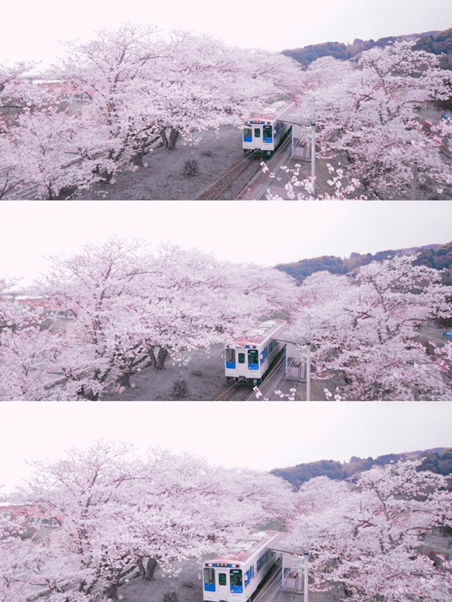 日本,樱花,列车