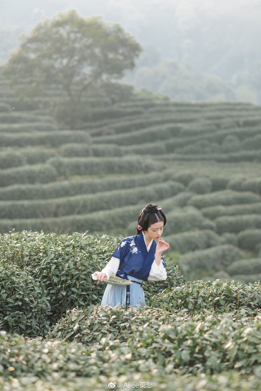 茶女