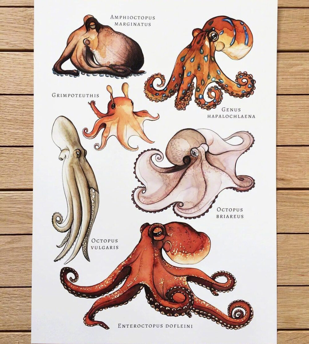 海洋生物插画(转)