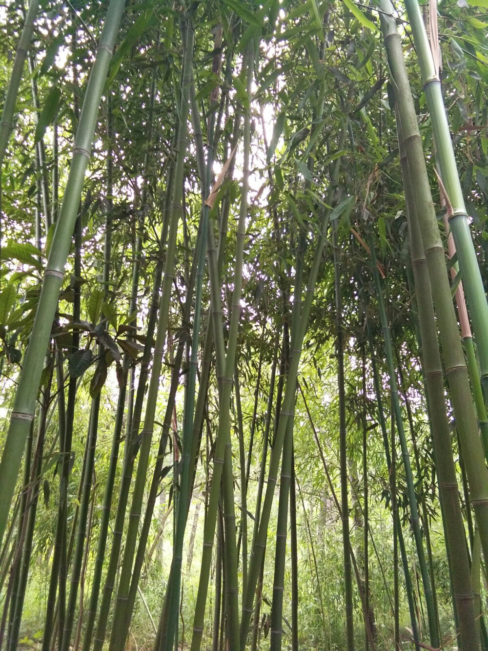 竹子