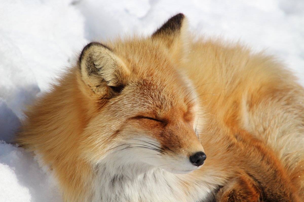 狐狸精 - 堆糖，美图壁纸兴趣社区