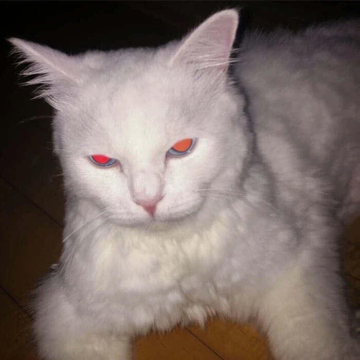 猫酷 头像 背景图