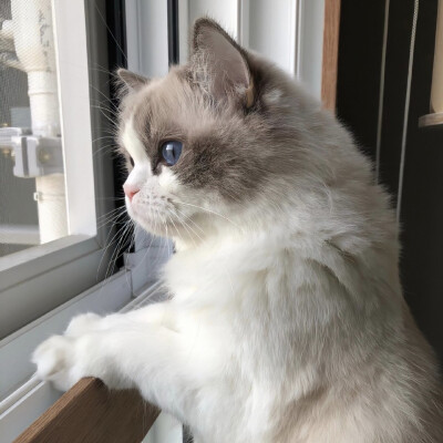 头像猫 可爱