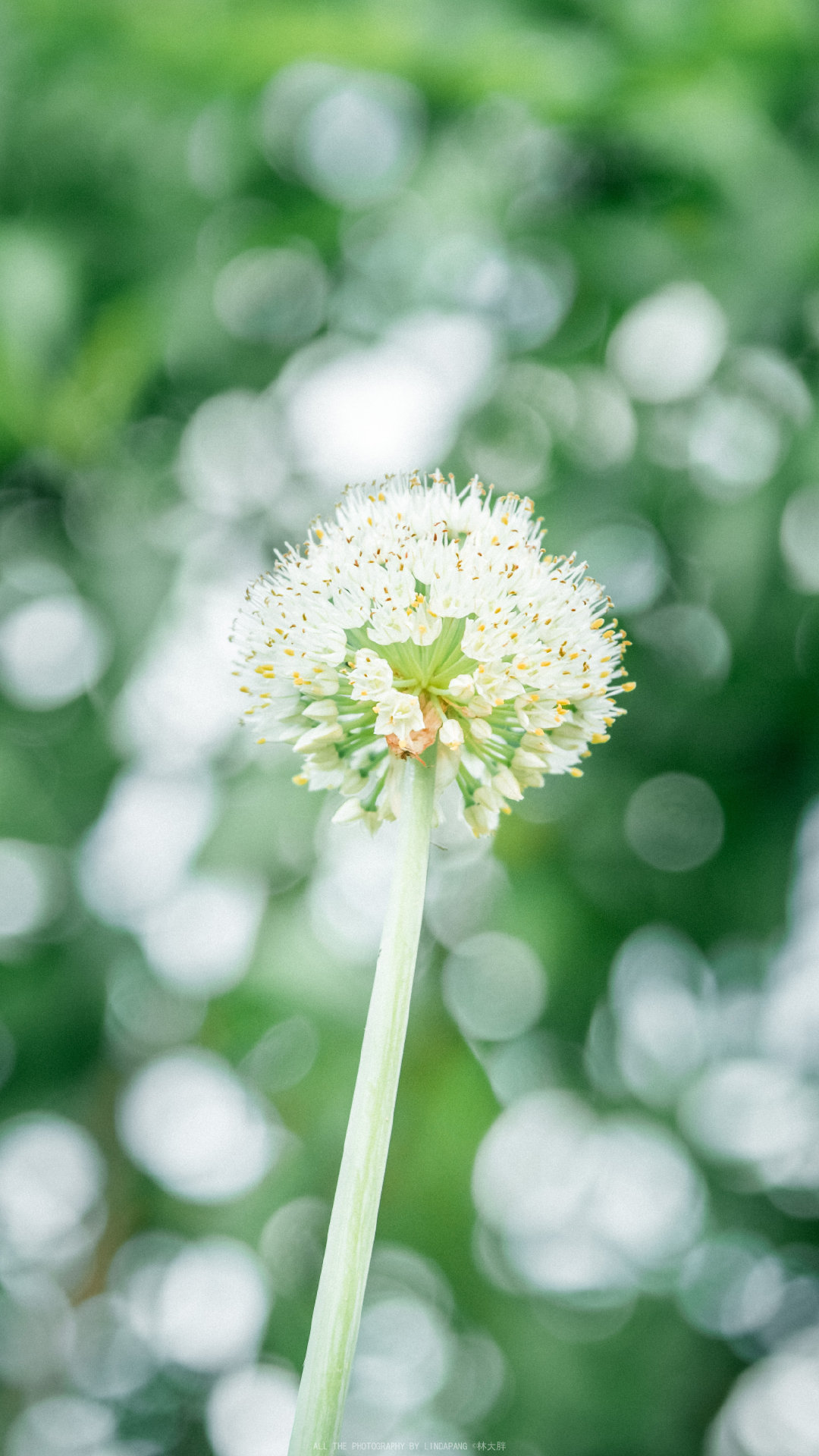 绿色壁纸 夏天 清新