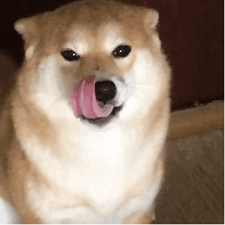 狗吐舌头表情包gif图片