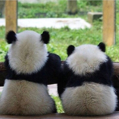 动物头像熊猫
