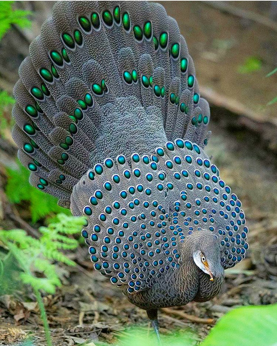 孔雀雉greypeacockpheasant