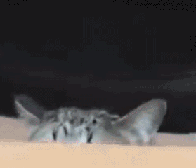 猫猫表情包 gif 斗图 沙雕卖萌必备