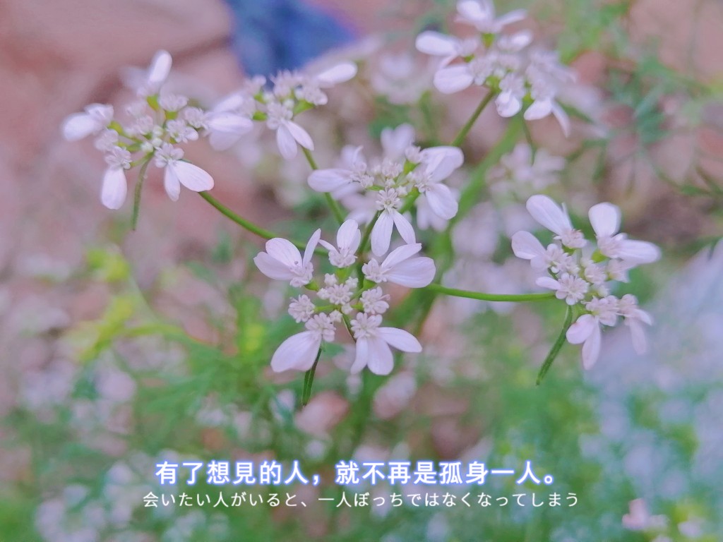 世界总是温柔的,生活应该有所期待