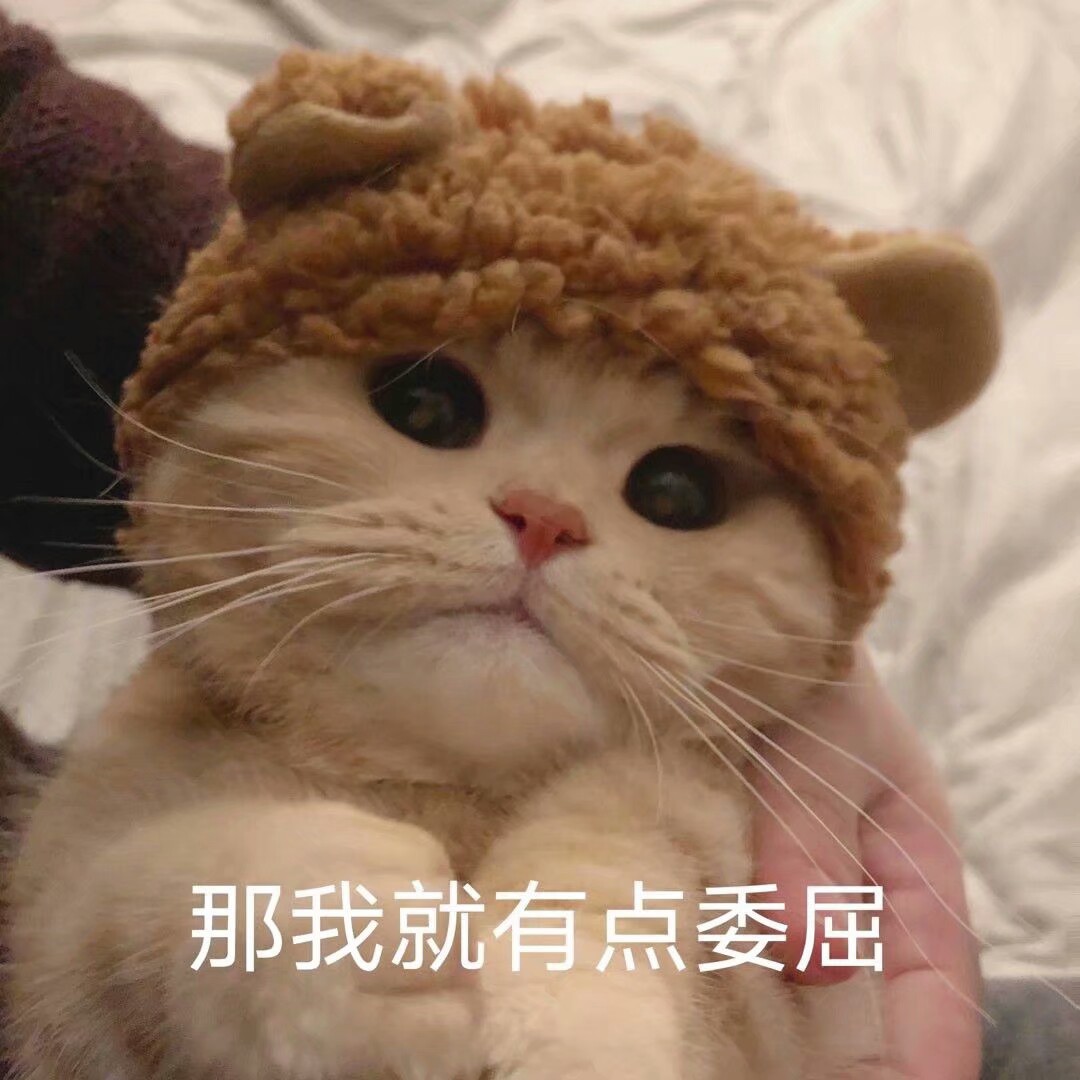 qq猫猫表情包图片