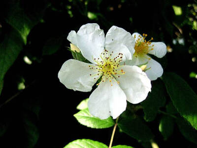 荼蘼花;末路之美