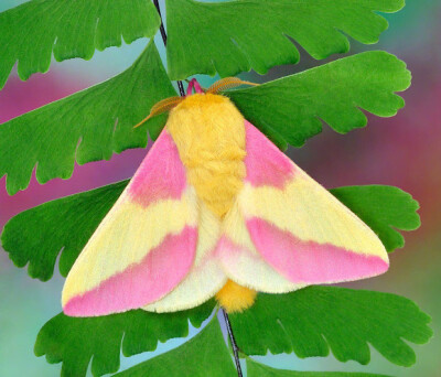 太可爱了 想给他拍死玫瑰红枫蛾也叫 yellow pink moth,是已知的最小