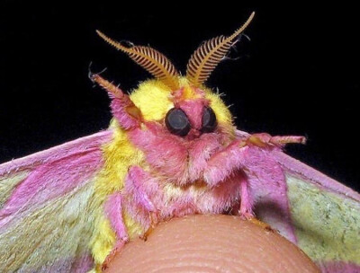太可爱了 想给他拍死玫瑰红枫蛾也叫 yellow pink moth,是已知的最小