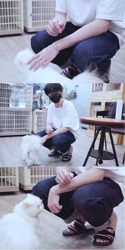 kb呆又呆
