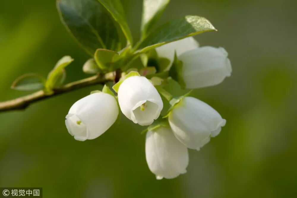 蓝莓花跟蓝莓一样小巧可爱