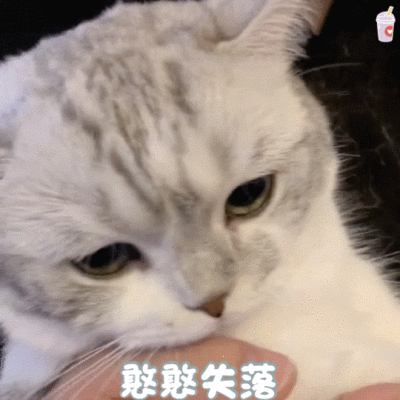 猫猫表情包好