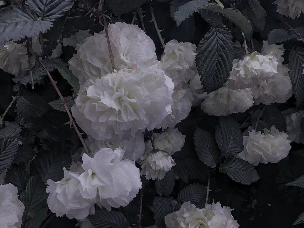 ins潮图朋友圈背景图/高质量/神仙背景