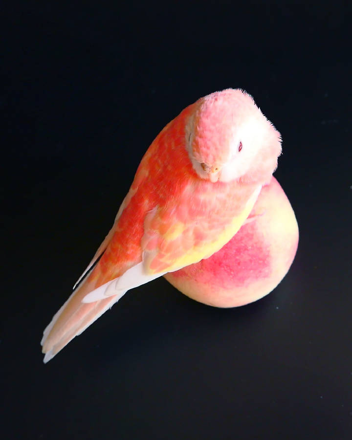 秋草鹦鹉品种图片