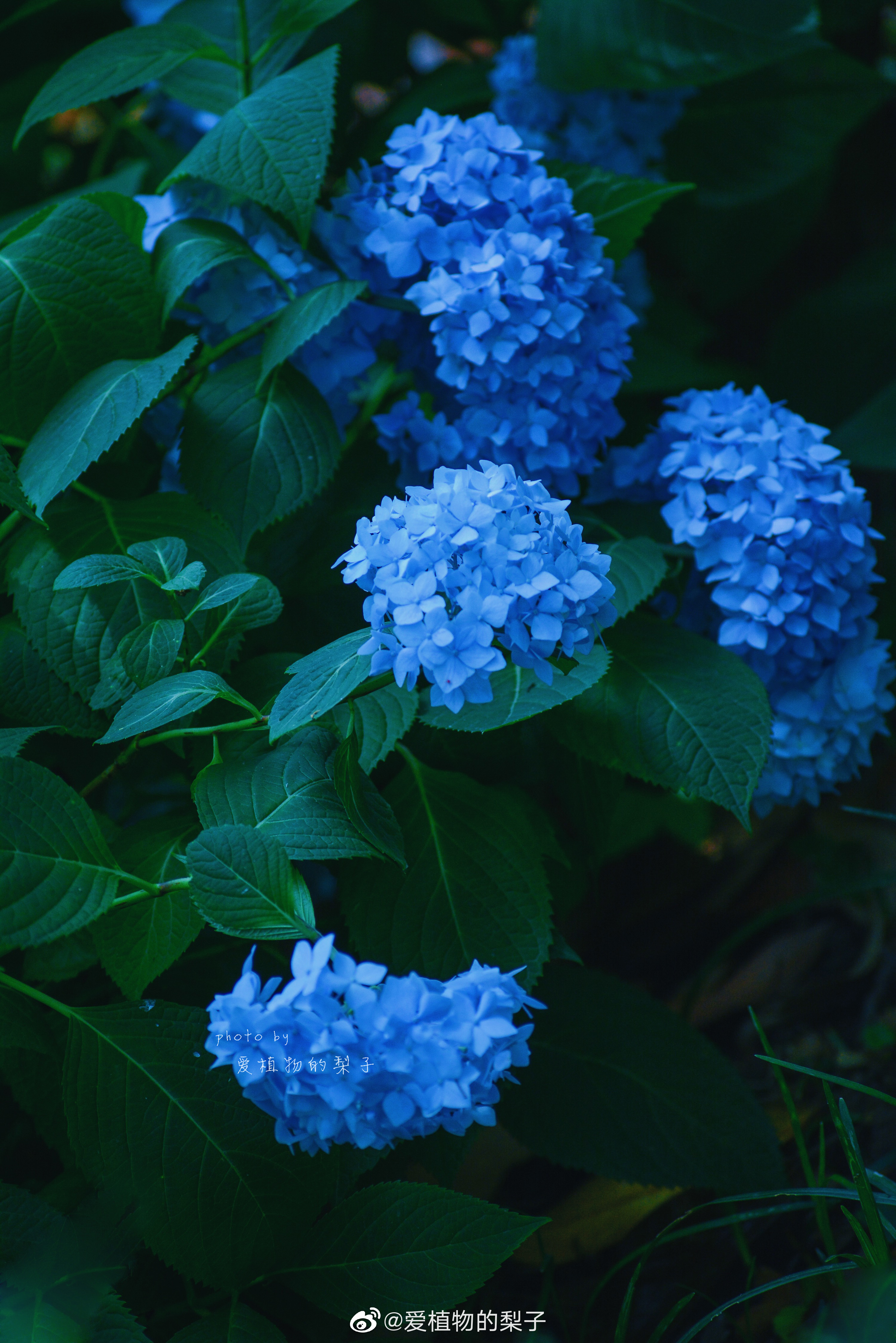 爱植物的梨子 中山植物园的蓝色绣球 幽蓝调