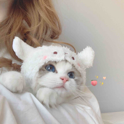 布偶猫头像情侣名图片